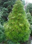 Ornamental Plants Japanese Umbrella Pine (Sciadopitys) Photo; light green