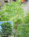 Ornamental Plants Kentucky coffee tree (Gymnocladus dioicus) Photo; green
