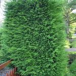 Ornamental Plants Leyland cypress (Cupressocyparis) Photo; light green