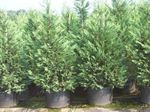 Ornamental Plants Leyland cypress (Cupressocyparis) Photo; light blue