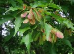 Ornamental Plants Maple (Acer) Photo; green