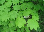 Ornamental Plants Maple (Acer) Photo; light green