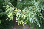 Ornamental Plants Maple (Acer) Photo; silvery