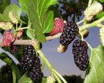 Ornamental Plants Mulberry (Morus) Photo; green