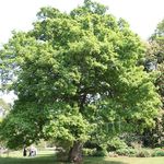 Ornamental Plants Oak (Quercus) Photo; green