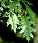 Ornamental Plants Oak (Quercus) Photo; dark green