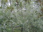 Ornamental Plants Pendulous willow-leaved pear, Weeping silver pear (Pyrus salicifolia) Photo; silvery