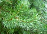 Ornamental Plants Pine (Pinus) Photo; green