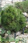 Ornamental Plants Pine (Pinus) Photo; dark green