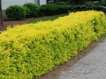 Ornamental Plants Privet, Golden privet (Ligustrum) Photo; yellow