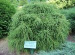 Sawara cypress, Sawara False Cypress, Boulevard Cypress, Blue Moss Cypress