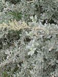 Ornamental Plants Sea Orache, Mediterranean Saltbush (Atriplex halimus) Photo; silvery