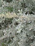 Sjór Orache, Miðjarðarhafið Saltbush