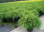 Ornamental Plants Siberian Carpet Cypress (Microbiota decussata) Photo; green