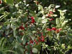 Okrasne Rastline Srebrna Buffalo Berry, Foamberry Soapberry, Soopalollie, Canadian Buffaloberry (Shepherdia) fotografija; zelena