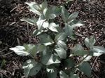 Ornamental Plants Silver Buffaloberry (Elaeagnus argentea) Photo; dark green