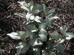 Silver Buffaloberry Photo and characteristics