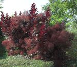 Ornamental Plants Smoketree (Cotinus) Photo; burgundy