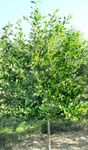 Ornamental Plants Sour Gum, Blackgum, Tupelo, Pepperidge (Nyssa sylvatica) Photo; green