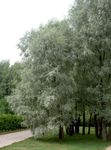 Ornamental Plants Willow (Salix) Photo; silvery