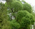 Ornamental Plants Willow (Salix) Photo; light green