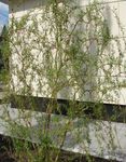 Ornamental Plants Willow (Salix) Photo; green