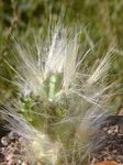 Plante de Apartament  desert cactus  fotografie; roșu