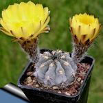 House Plants Acanthocalycium desert cactus  Photo; yellow