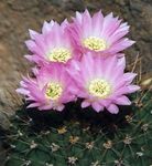 House Plants Acanthocalycium desert cactus  Photo; pink