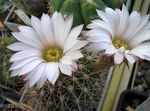 House Plants Acanthocalycium desert cactus  Photo; white