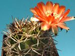 House Plants Acanthocalycium desert cactus  Photo; orange