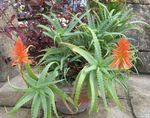 Plantas de salón Áloe suculentas (Aloe) Foto; rojo