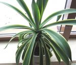 American Century Plant, Pita, Spiked Aloe succulent (Agave) Photo; white