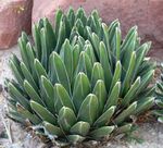 American Century Plant, Pita, Spiked Aloe