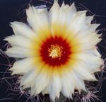 House Plants Astrophytum desert cactus  Photo; white
