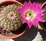 House Plants Astrophytum desert cactus  Photo; pink