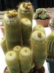 House Plants Ball Cactus  (Notocactus) Photo; yellow