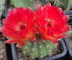 House Plants Ball Cactus  (Notocactus) Photo; red