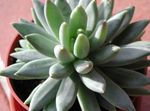 House Plants Blue Haze succulent (Pachyphytum) Photo; red