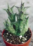House Plants Carrion Flowers succulent (Caralluma, Orbea) Photo; red