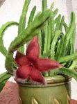 Carrion Plant, Starfish Flower, Starfish Cactus succulent (Stapelia) Photo; red