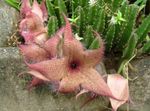 Carrion Plant, Starfish Flower, Starfish Cactus succulent (Stapelia) Photo; pink