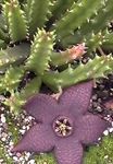 Carrion Plant, Starfish Flower, Starfish Cactus succulent (Stapelia) Photo; purple