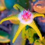 Carrion Plant, Starfish Flower, Starfish Cactus succulent (Stapelia) Photo; yellow