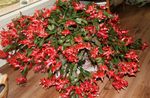 Christmas Cactus