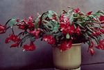 House Plants Christmas Cactus  (Schlumbergera) Photo; claret