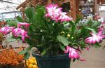 House Plants Christmas Cactus  (Schlumbergera) Photo; pink
