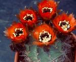 House Plants Cob Cactus  (Lobivia) Photo; red