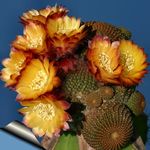 House Plants Cob Cactus  (Lobivia) Photo; orange