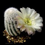 House Plants Cob Cactus  (Lobivia) Photo; white